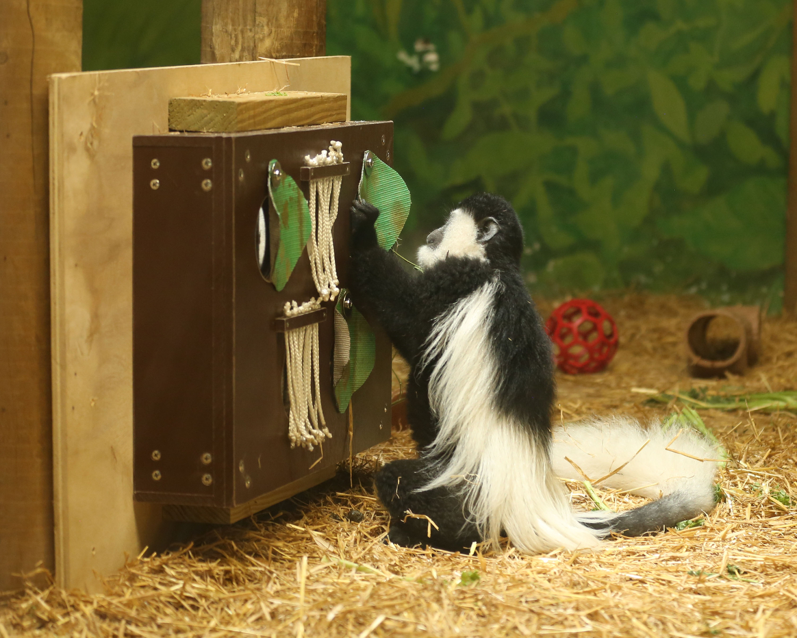 A colobus monkey pulls at a tactile foraging panel with hanging cords and fabric leaves, part of an enrichment device.