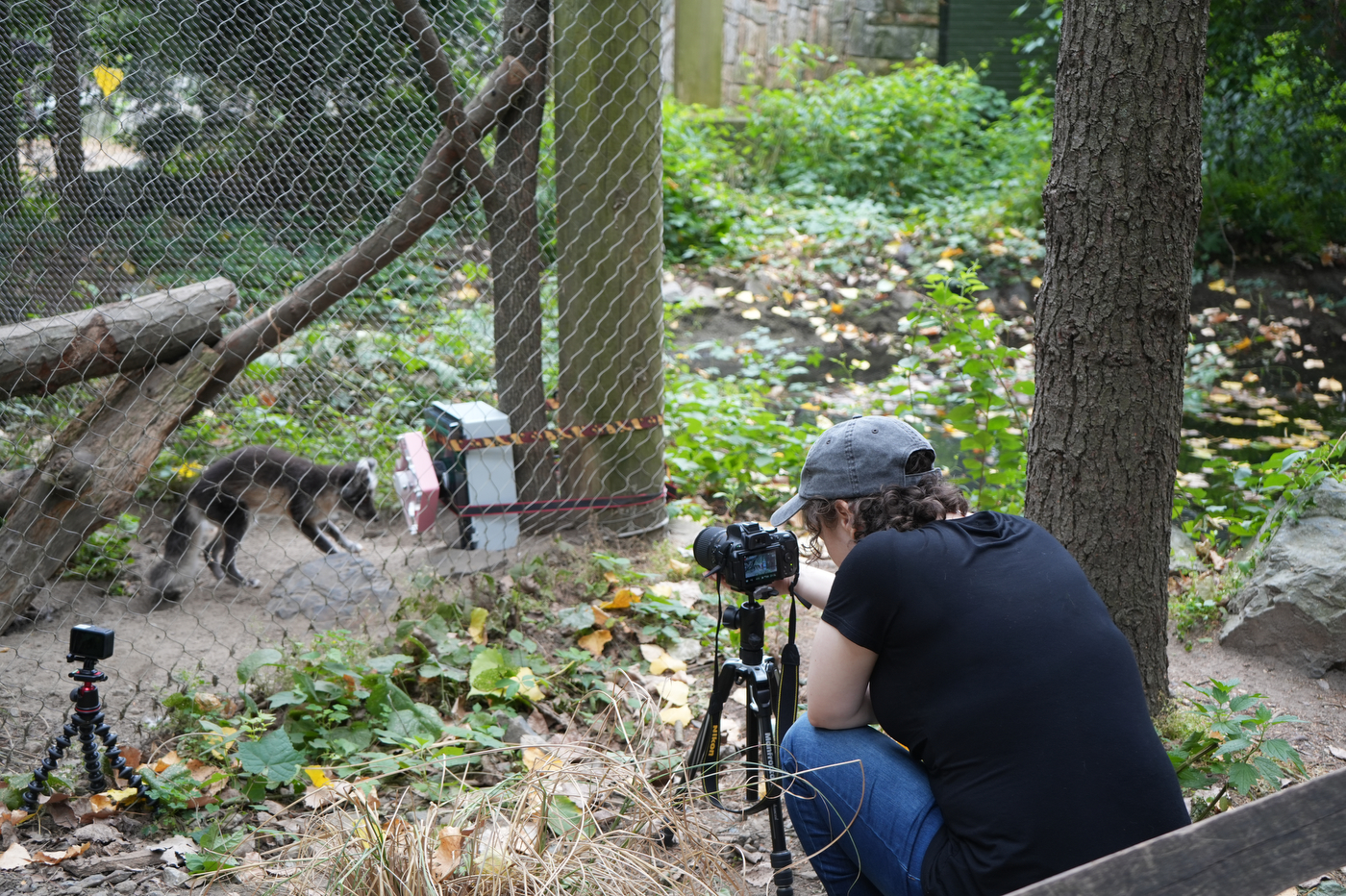 A researcher films Hudson the arctic fox approaching the Outfoxed puzzle box with tripod-mounted cameras set up along the enclosure fence.