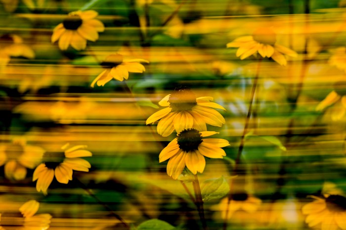 Yellow black-eyed Susan flowers bloom.