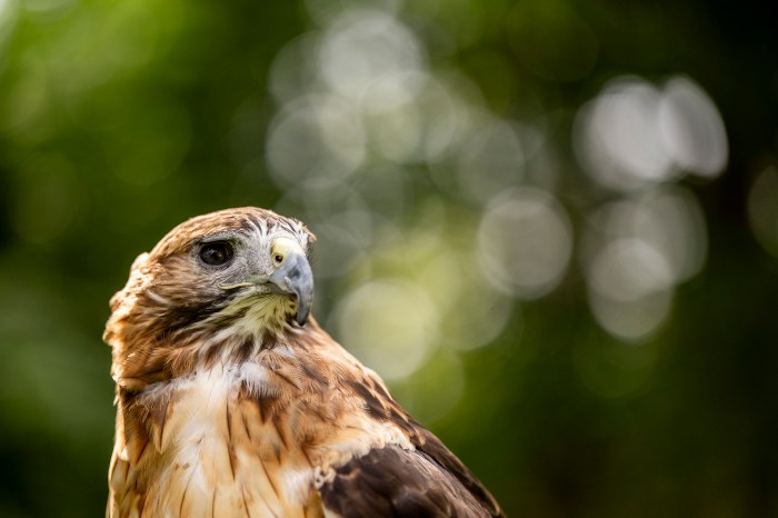 Close-up of an owl's face backlit by sunlight.