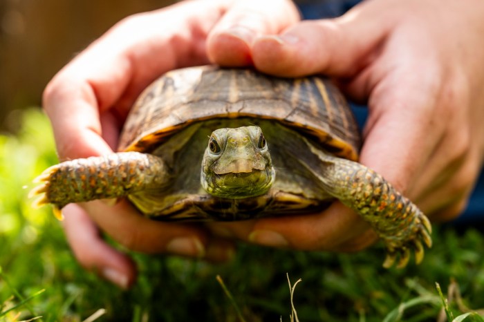 Close-up of hands gently holding a small turtle.