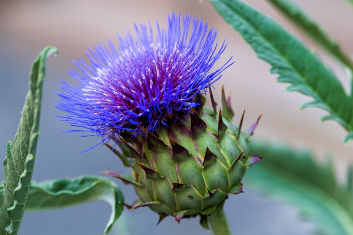 A bright blue-purple artichoke thistle blooms.