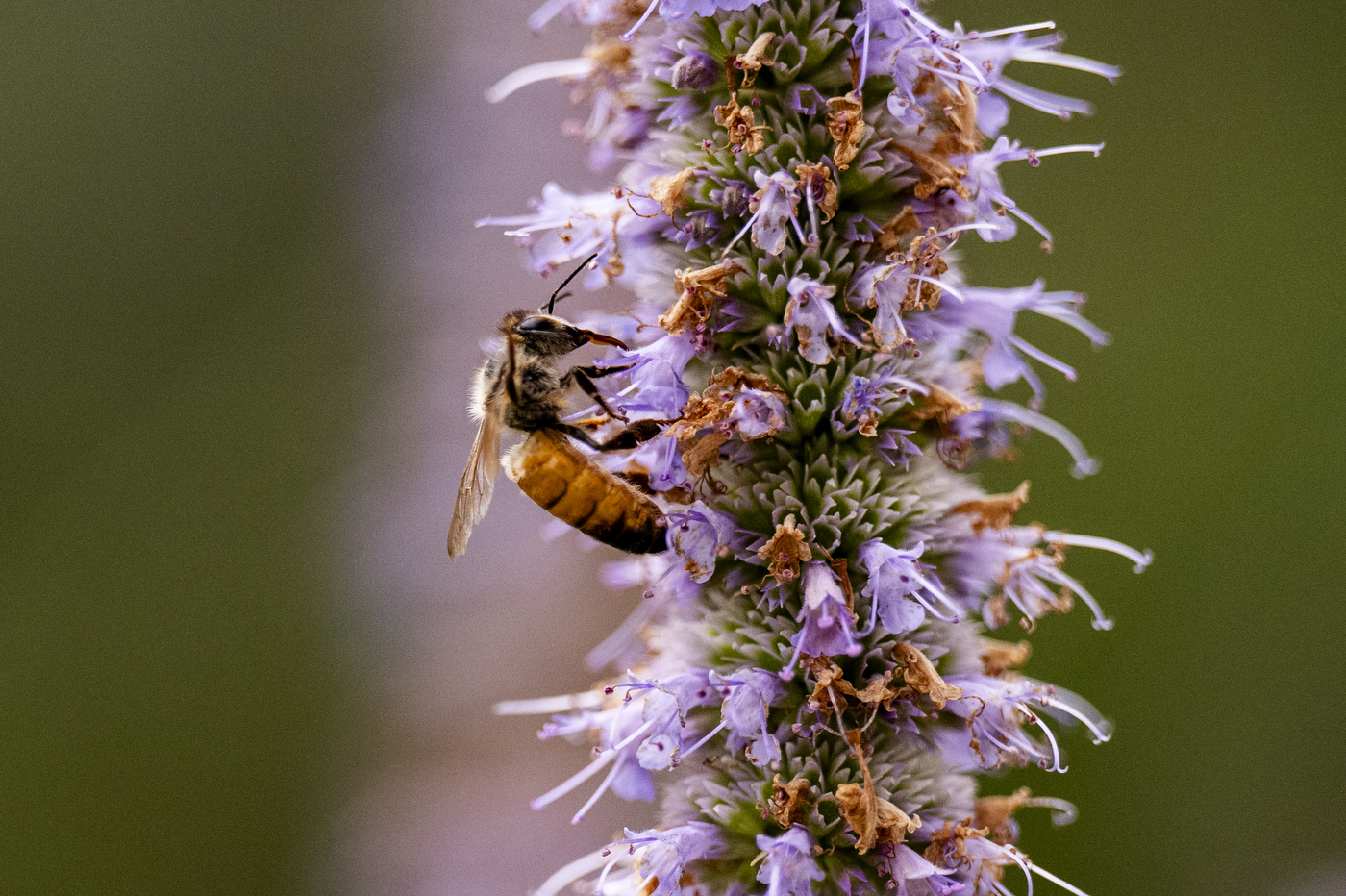 Close-up of a bee pollinating purple flower spikes outside the ISEC building.
