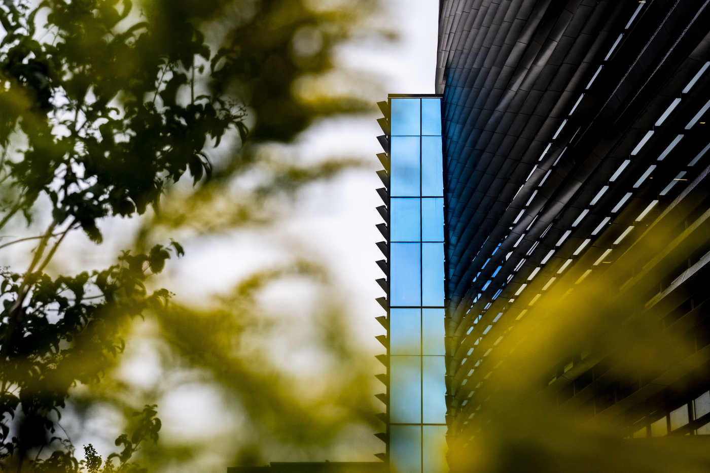 Blue glass panels on the exterior of the EXP building, framed by tree branches.