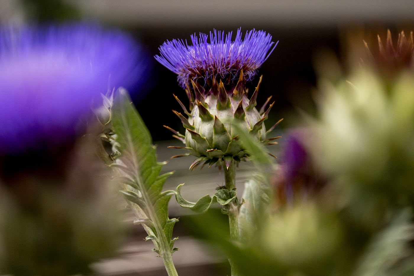 Close-up of a spiky purple thistle flower blooming outside Snell Library, surrounded by other blurred blossoms.