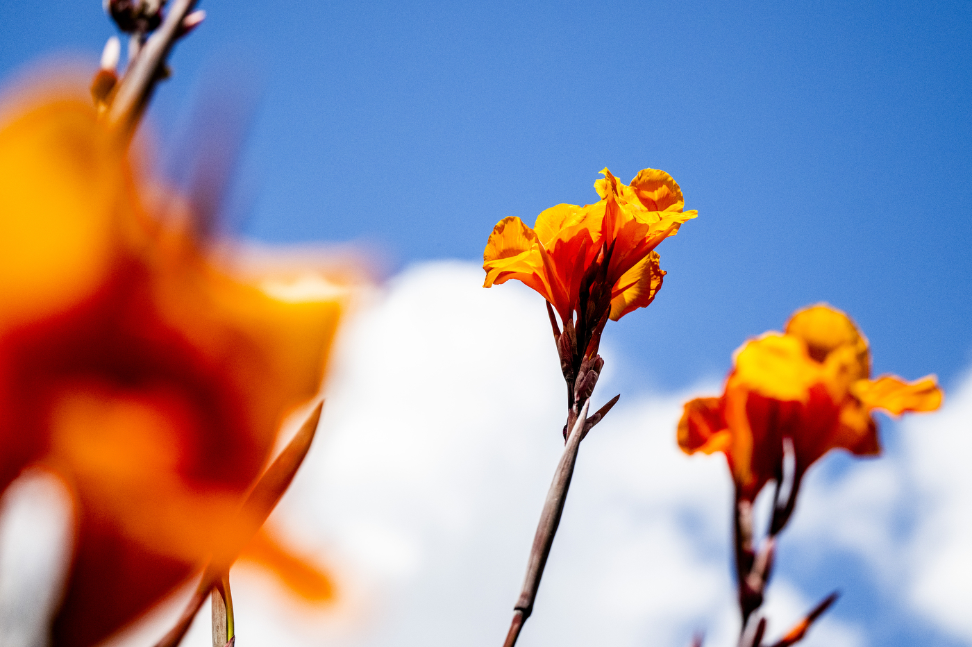 Orange flowers bloom against a bright blue sky next to Curry Student Center.
