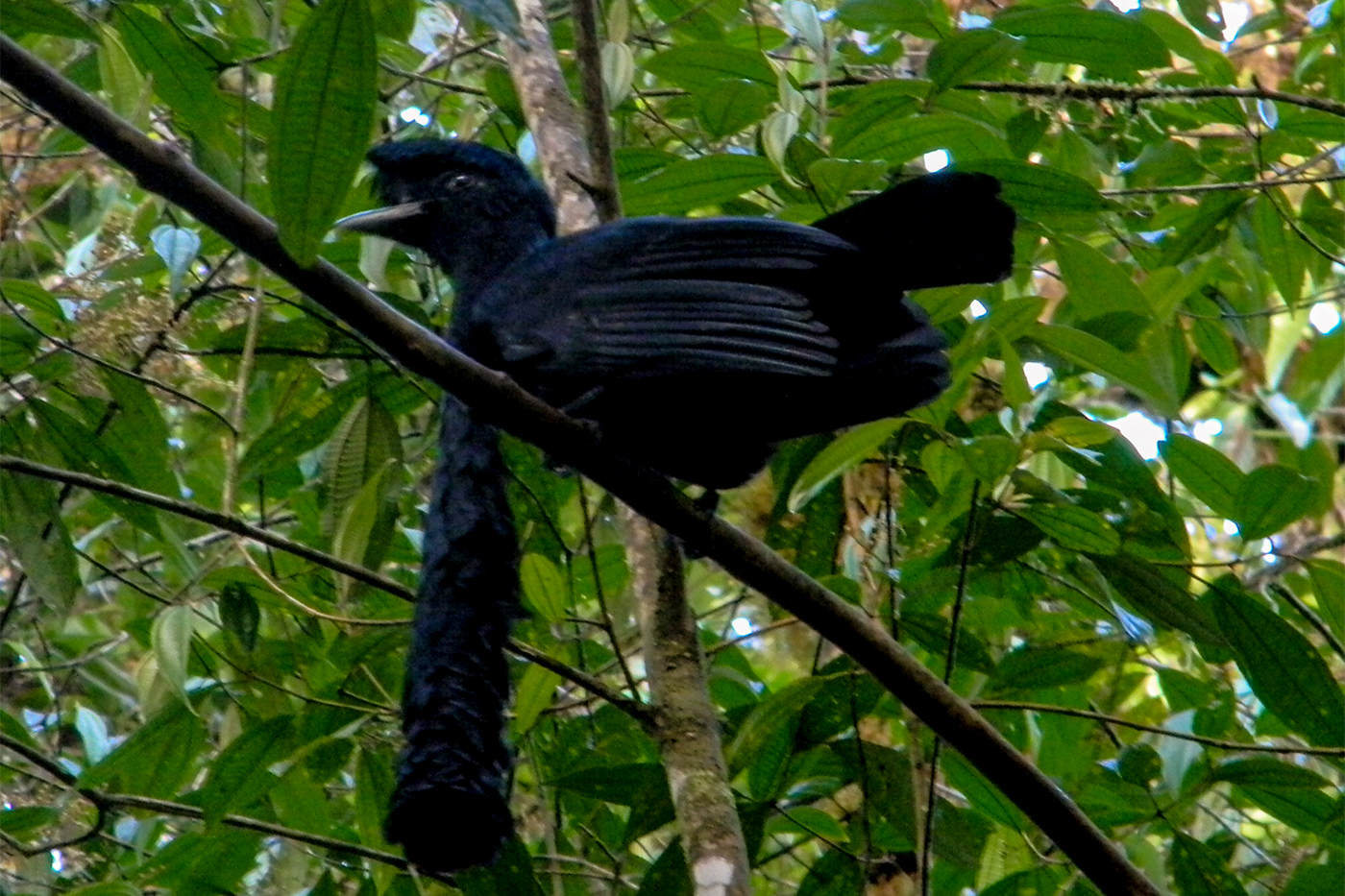 Long-wattled umbrella bird with dark plumage fluffed on a branch