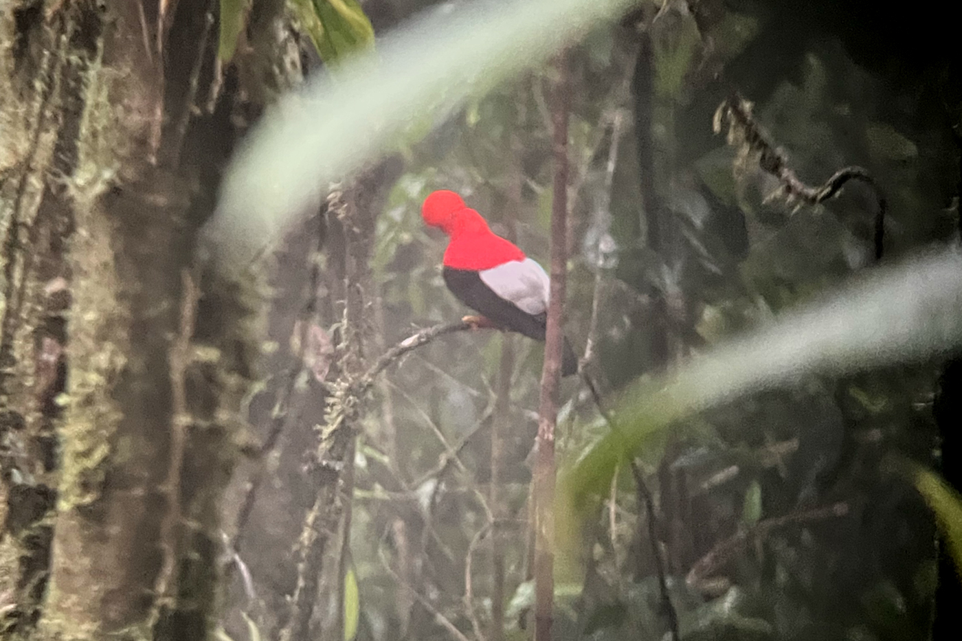 A red, white and black Andean cock-of-the-rock bird partly hidden between blurred leaves and branches.