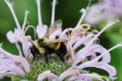 A bumblebee gathers pollen on a purple wildflower, its wings spread and legs dusted with pollen.