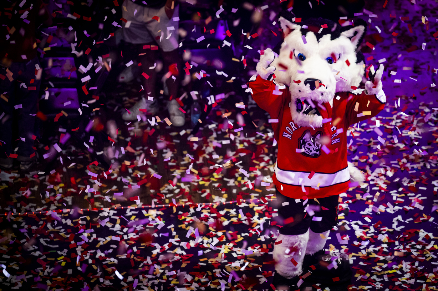 Northeastern husky mascot appears amid purple and red confetti.