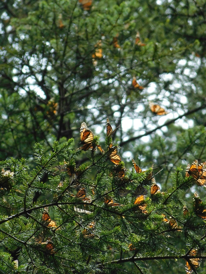 Dozens of monarch butterflies cluster on evergreen branches, wings closed and folded against the needles.