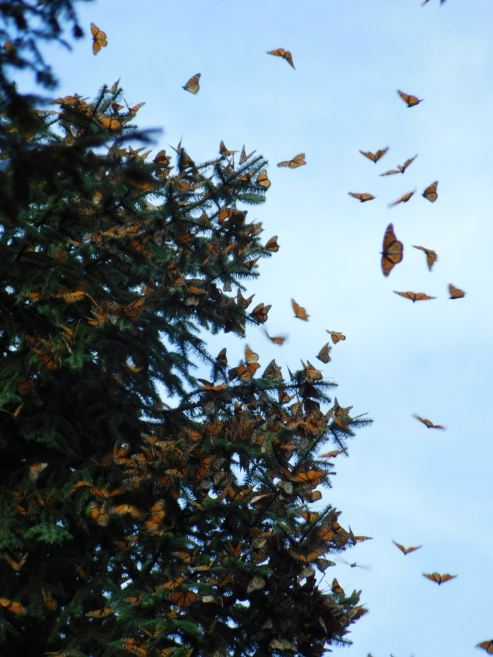 A dense cluster of monarch butterflies covers a fir tree while dozens more fly through the surrounding sky.
