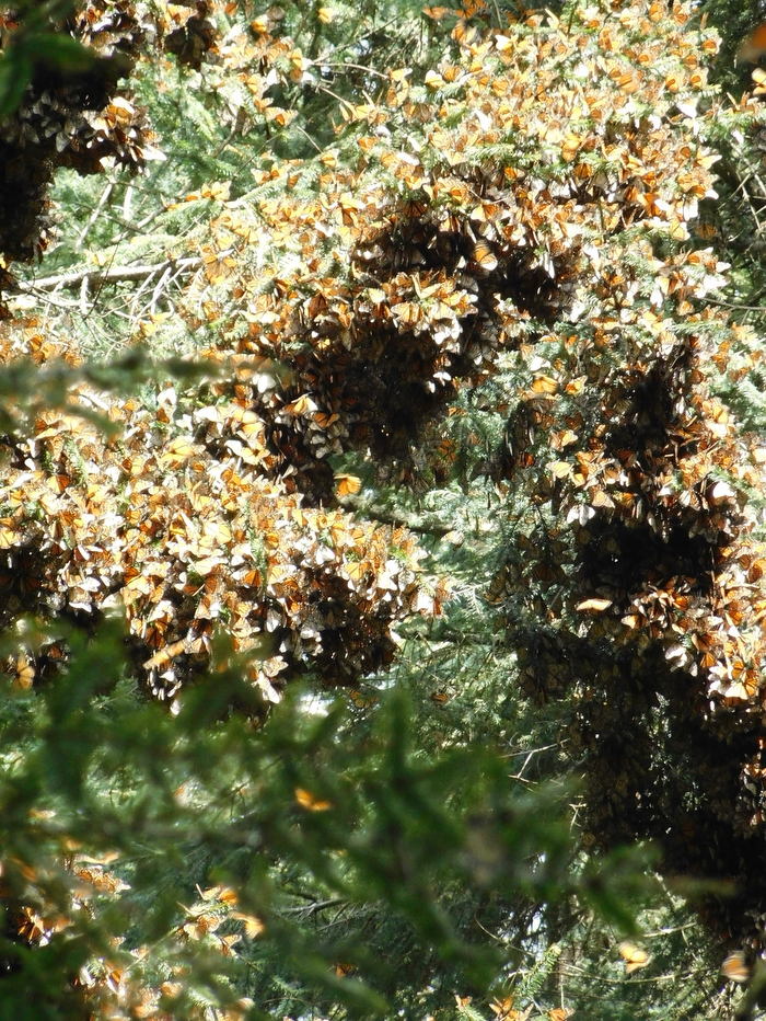 A tree branch densely packed with hundreds of monarch butterflies, their folded wings creating a mottled orange and brown texture across the foliage.