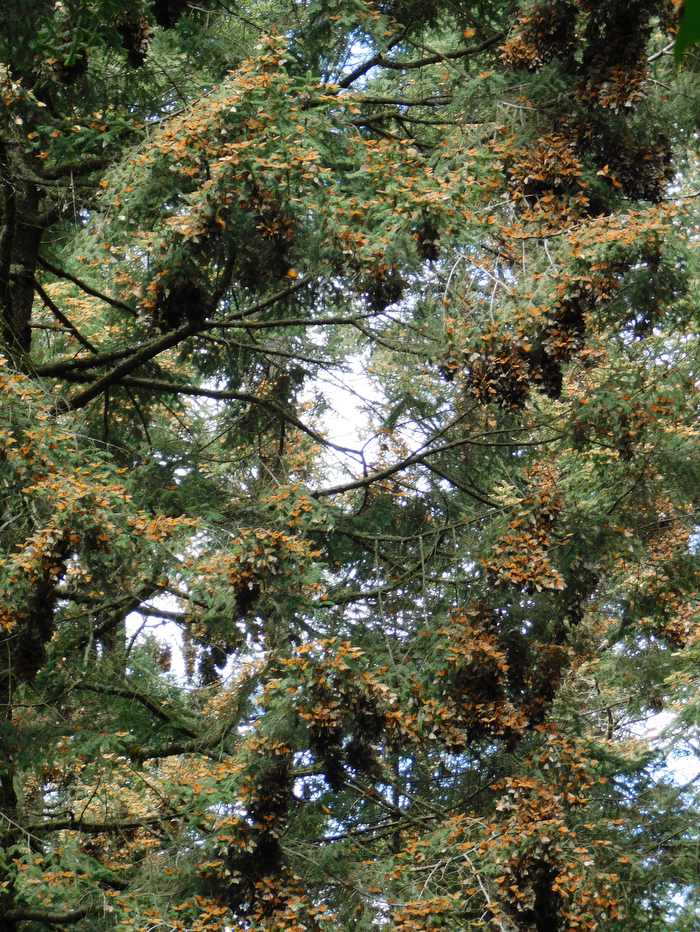 A pine tree with clusters of monarch butterflies scattered across its branches, their orange coloring visible against the green needles.