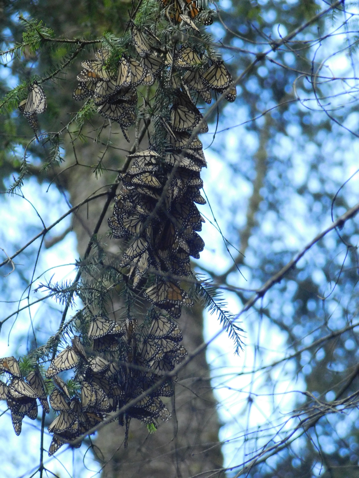 Monarch butterflies packed tightly along a tree trunk and branches, wings folded, seen against a bright sky.