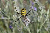 A spider with a yellow, black and white striped abdomen at the center of its web, a silk-wrapped grasshopper just below it and blurred purple lavender in the background.