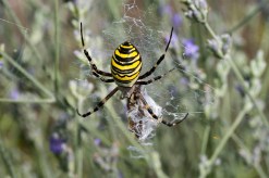 A spider with a yellow, black and white striped abdomen at the center of its web, a silk-wrapped grasshopper just below it and blurred purple lavender in the background.