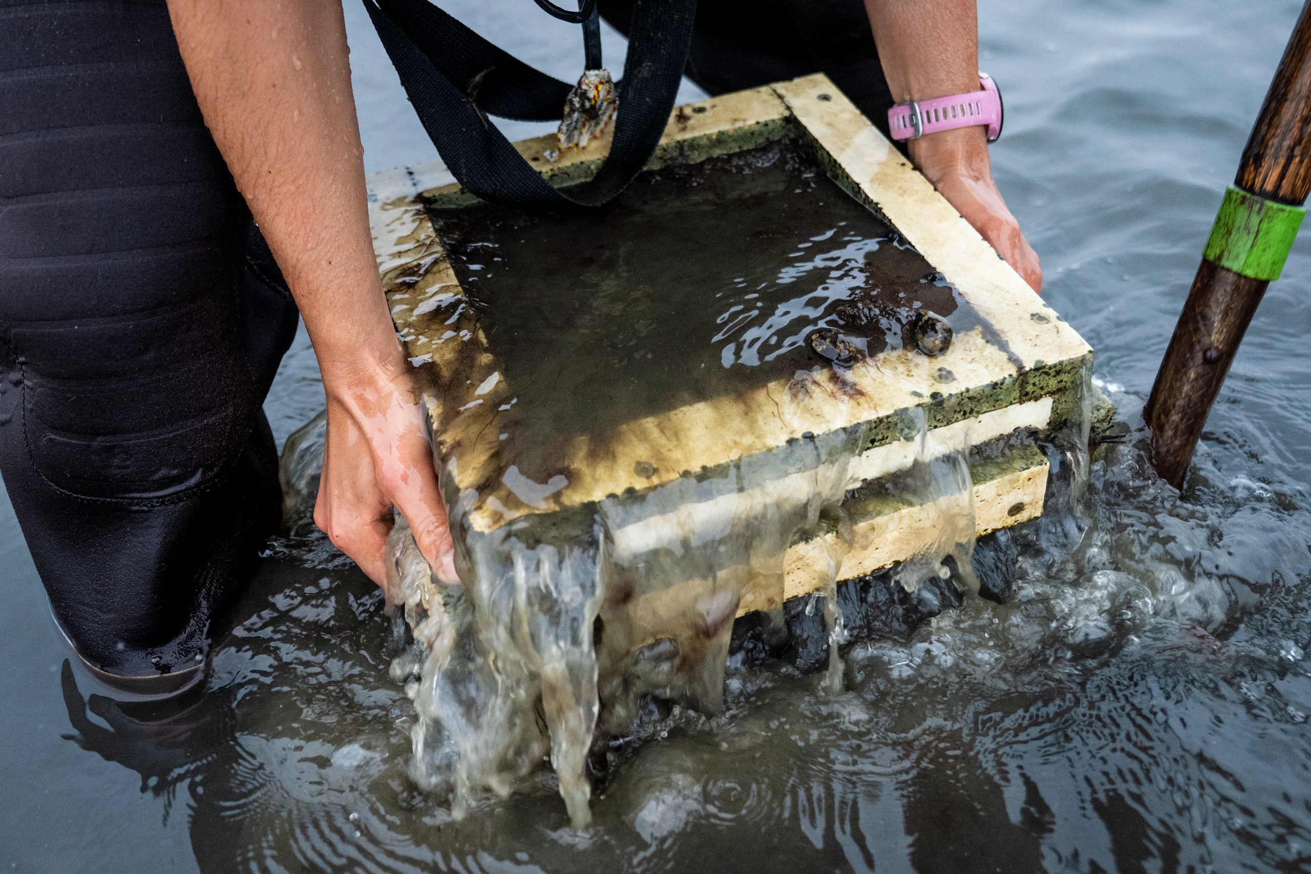 A researcher pulls up a collection box of clams out of the water.