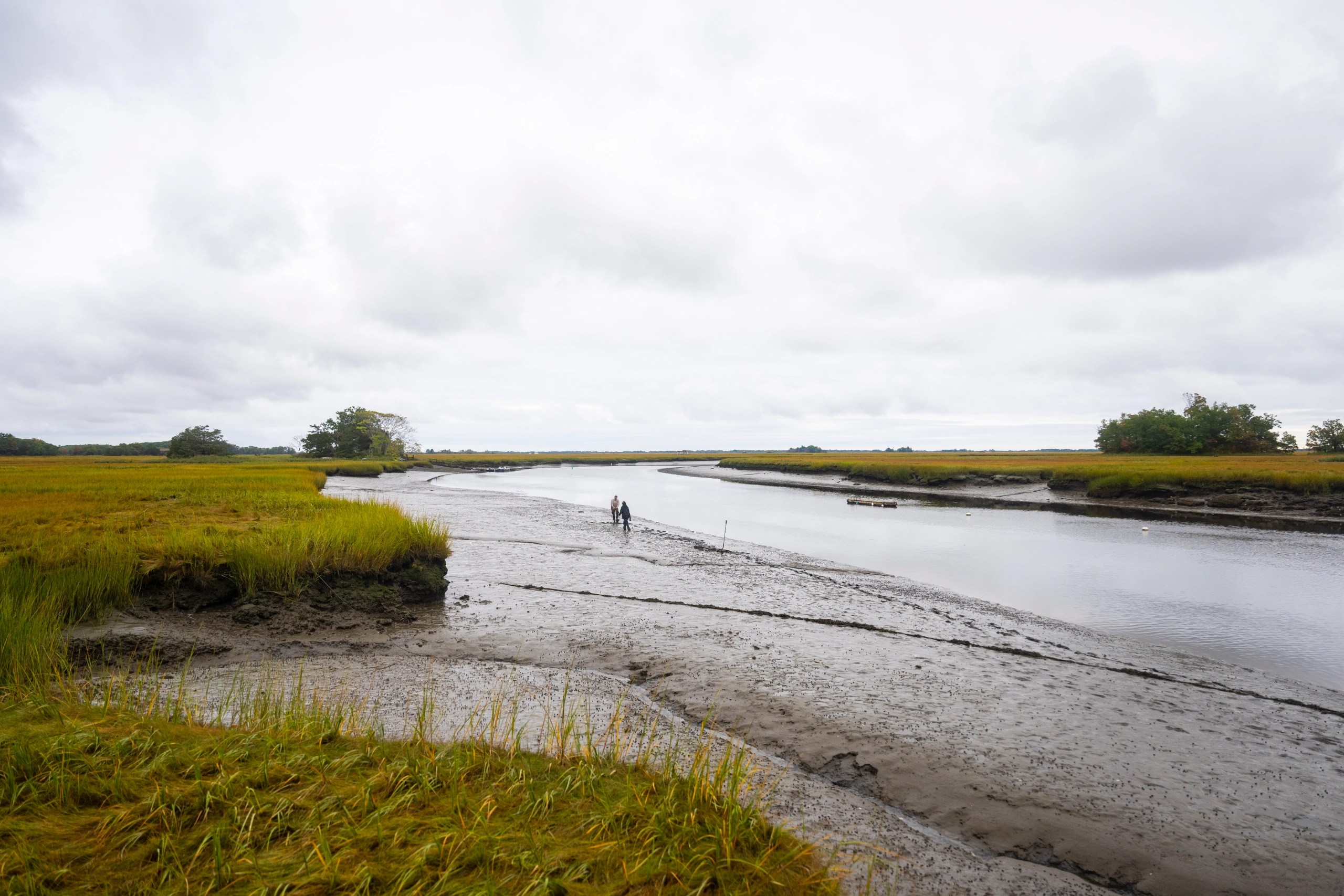 A photo of the marshy waters where researchers collect clams.
