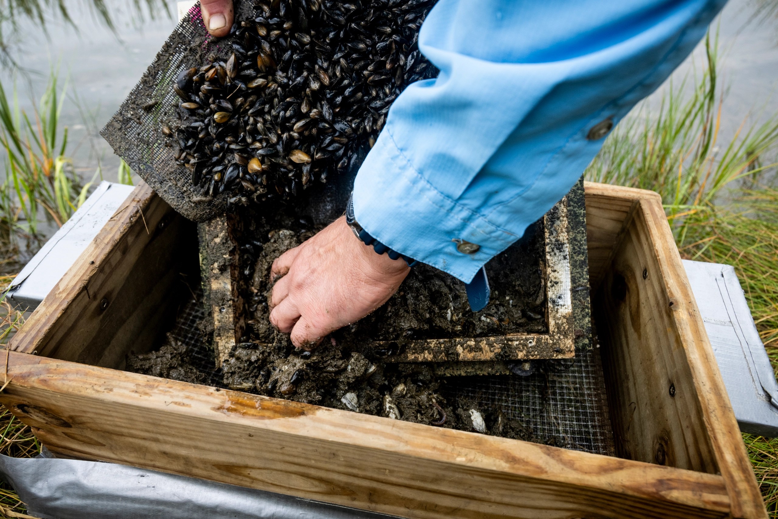 A close up of a researcher emptying a clam collection box.
