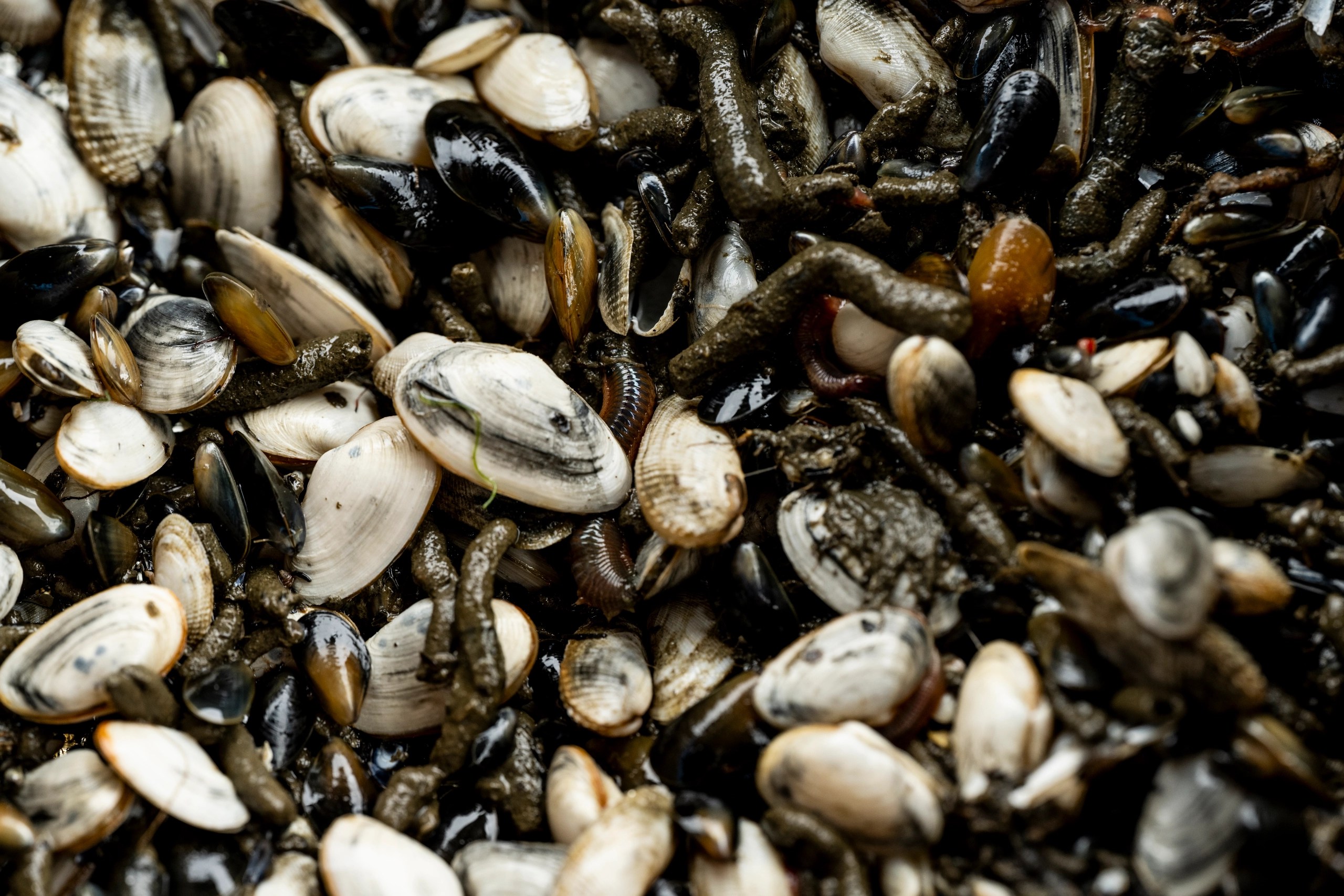 A close up of several soft shell clams.