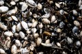A close up of soft shell clams.