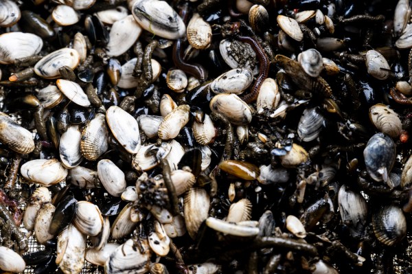 A close up of soft shell clams.