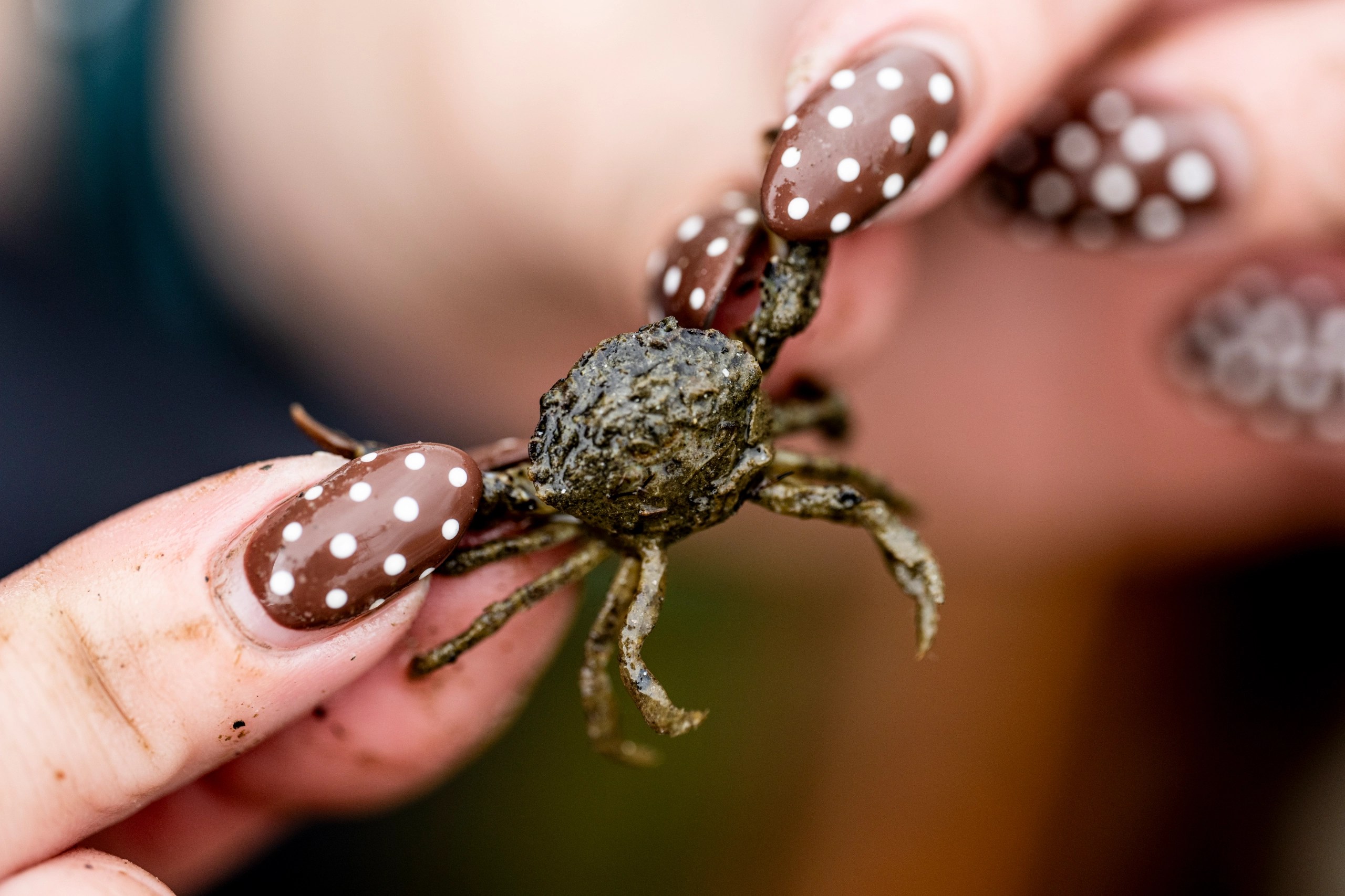A close up of a person with colorful nails holding up a tiny crab.