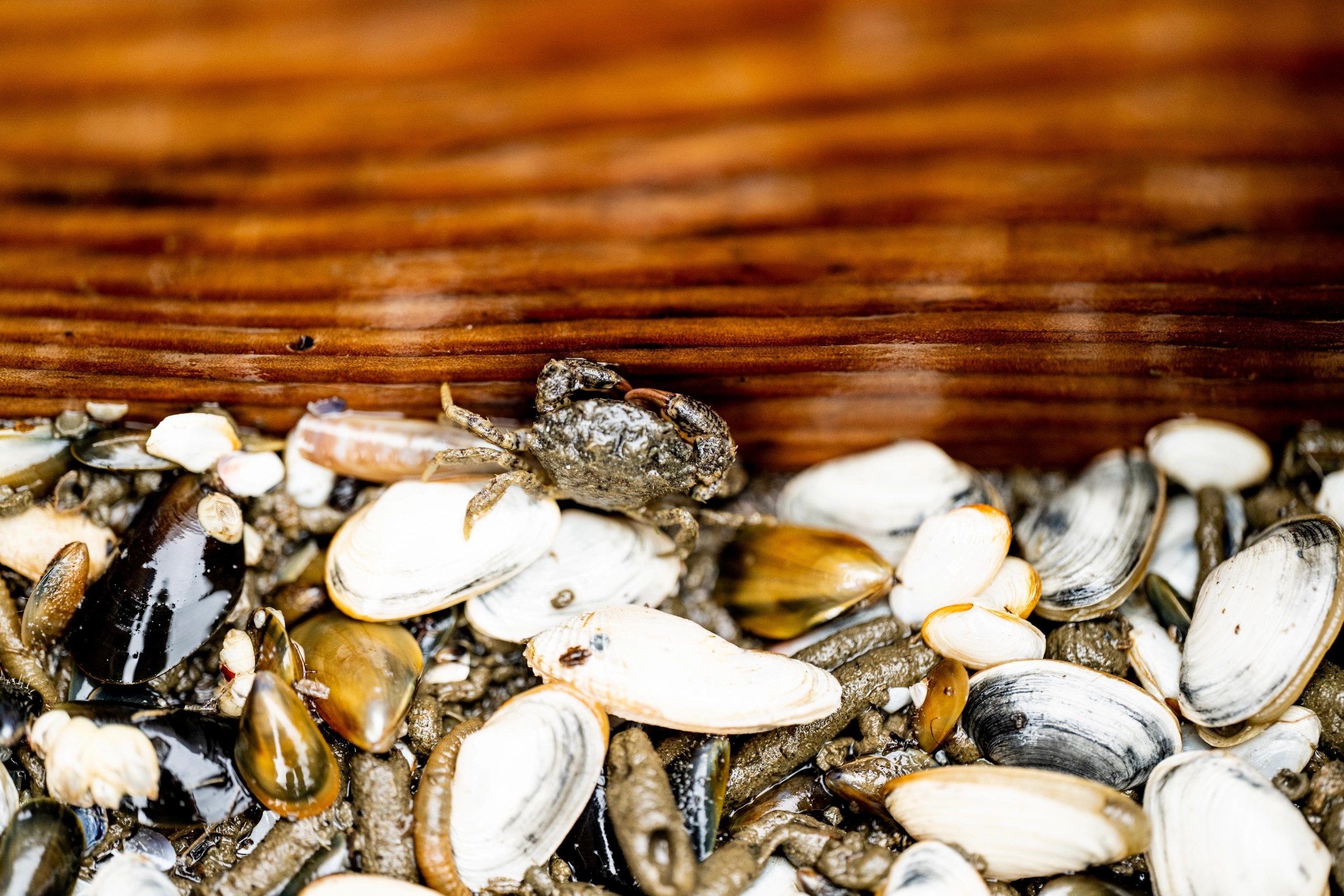 A close up of soft shell clams.