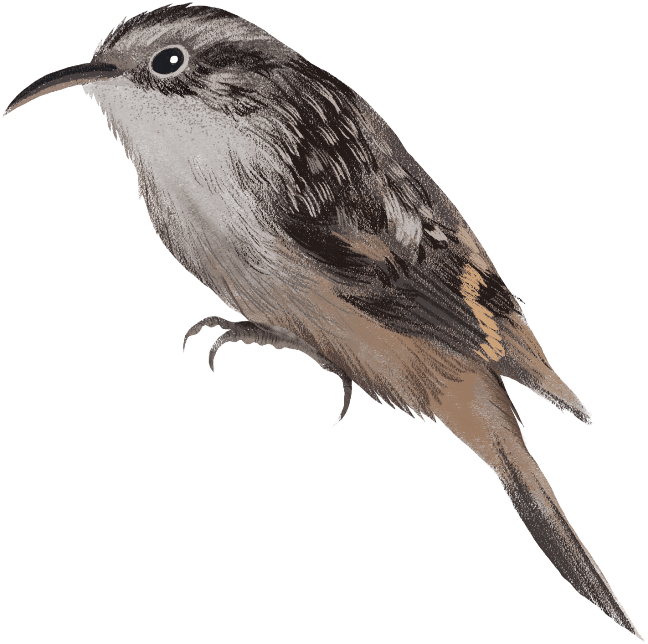 Brown Creeper