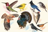 Collage of birds found on Northeastern's Oakland campus