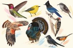 Collage of birds found on Northeastern's Oakland campus