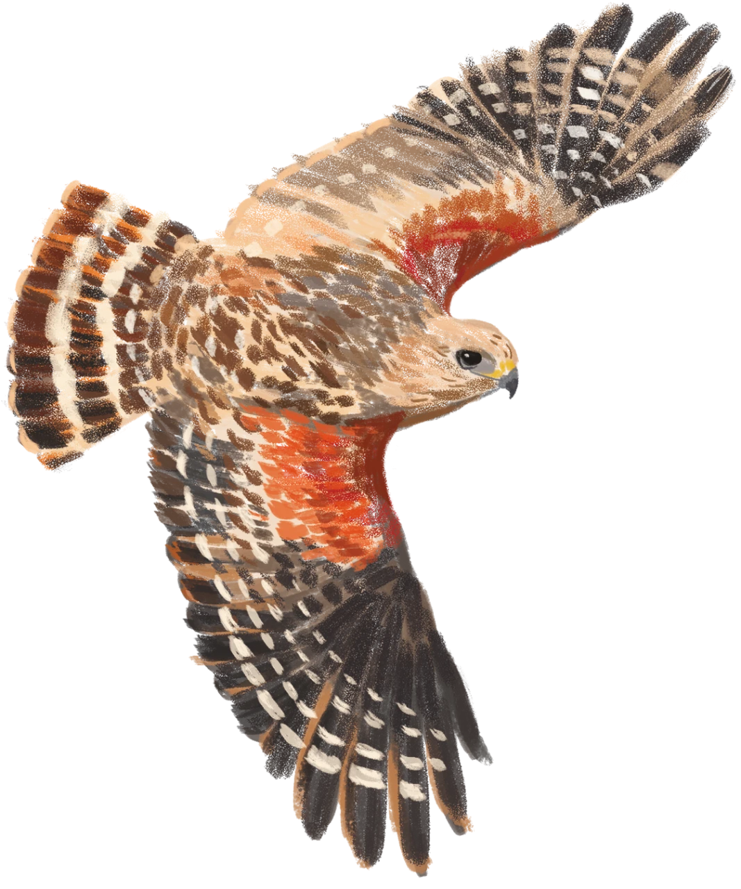 Red shouldered Hawk