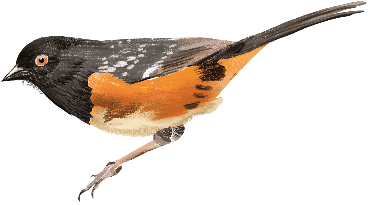 Spotted Towhee