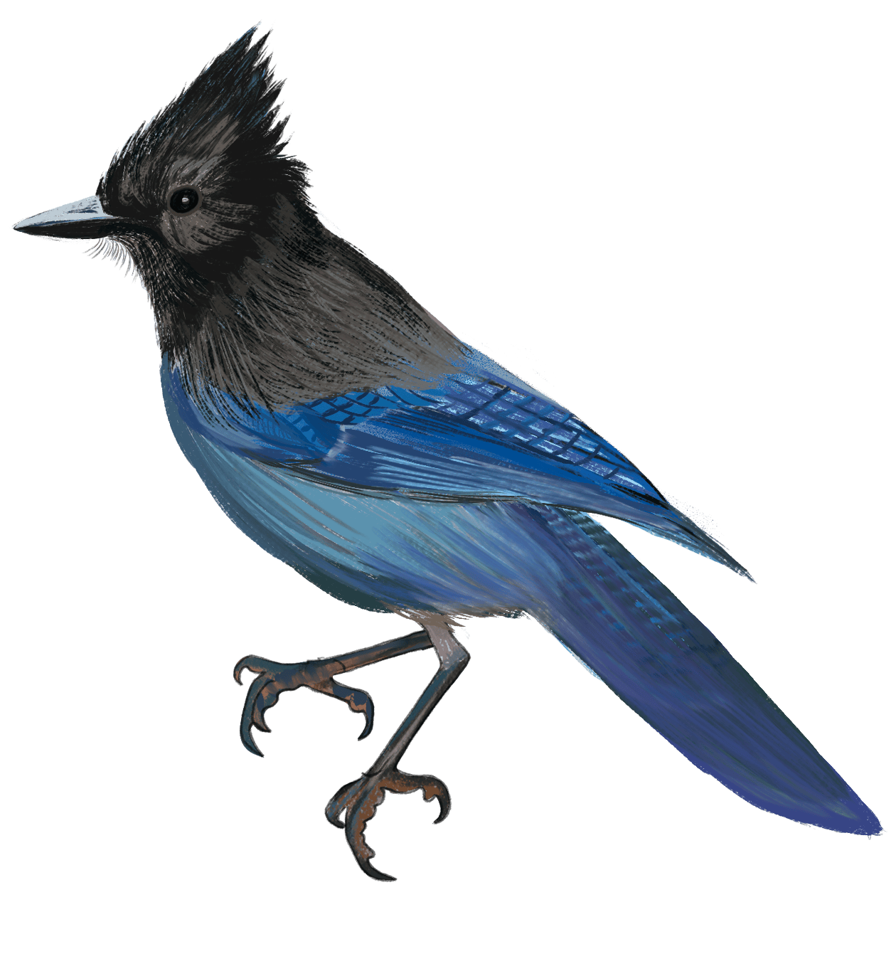 Steller's Jay
