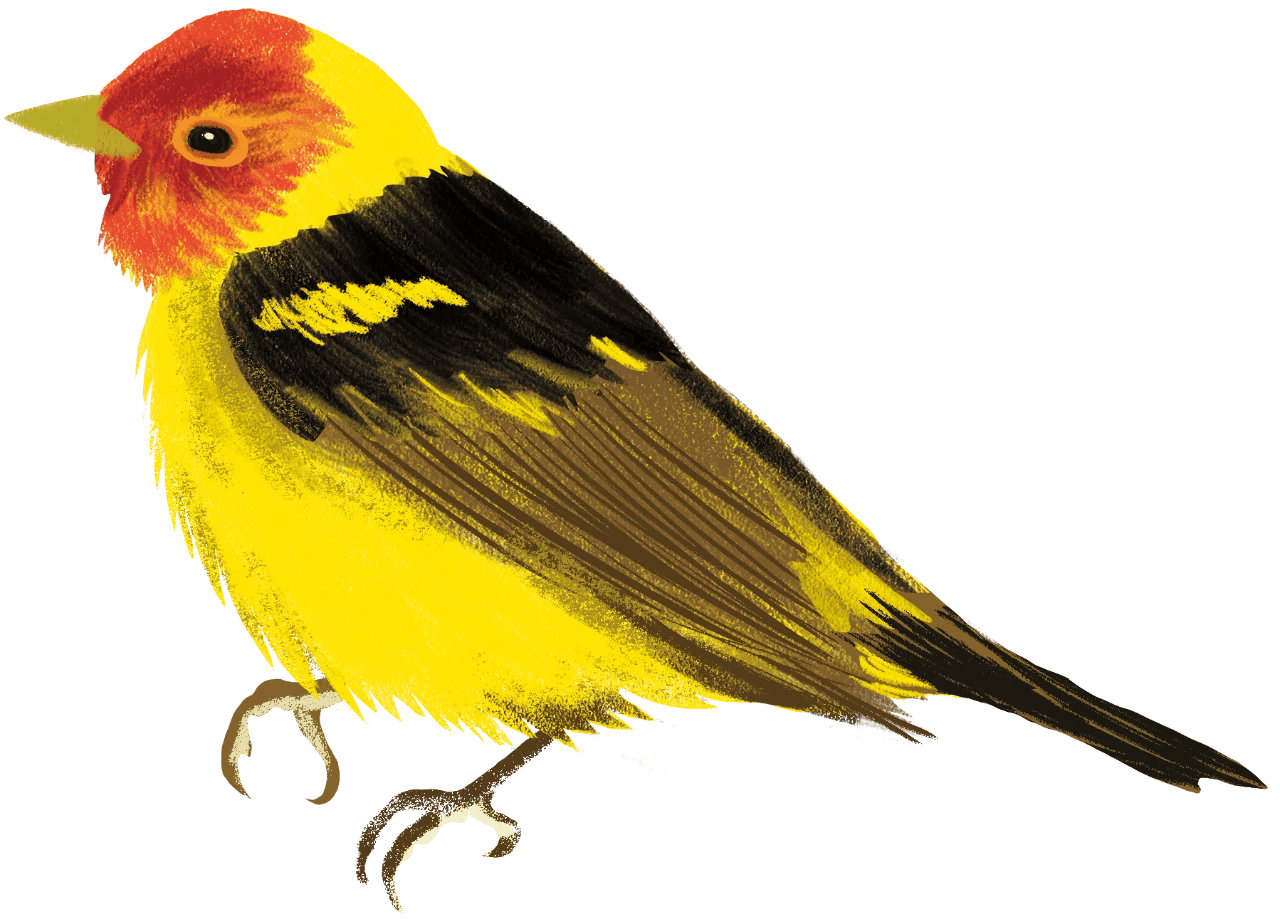 Western Tanager