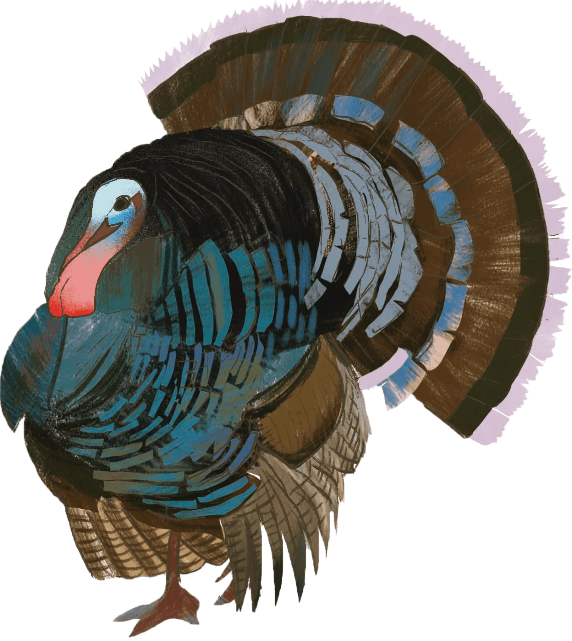 Wild turkey