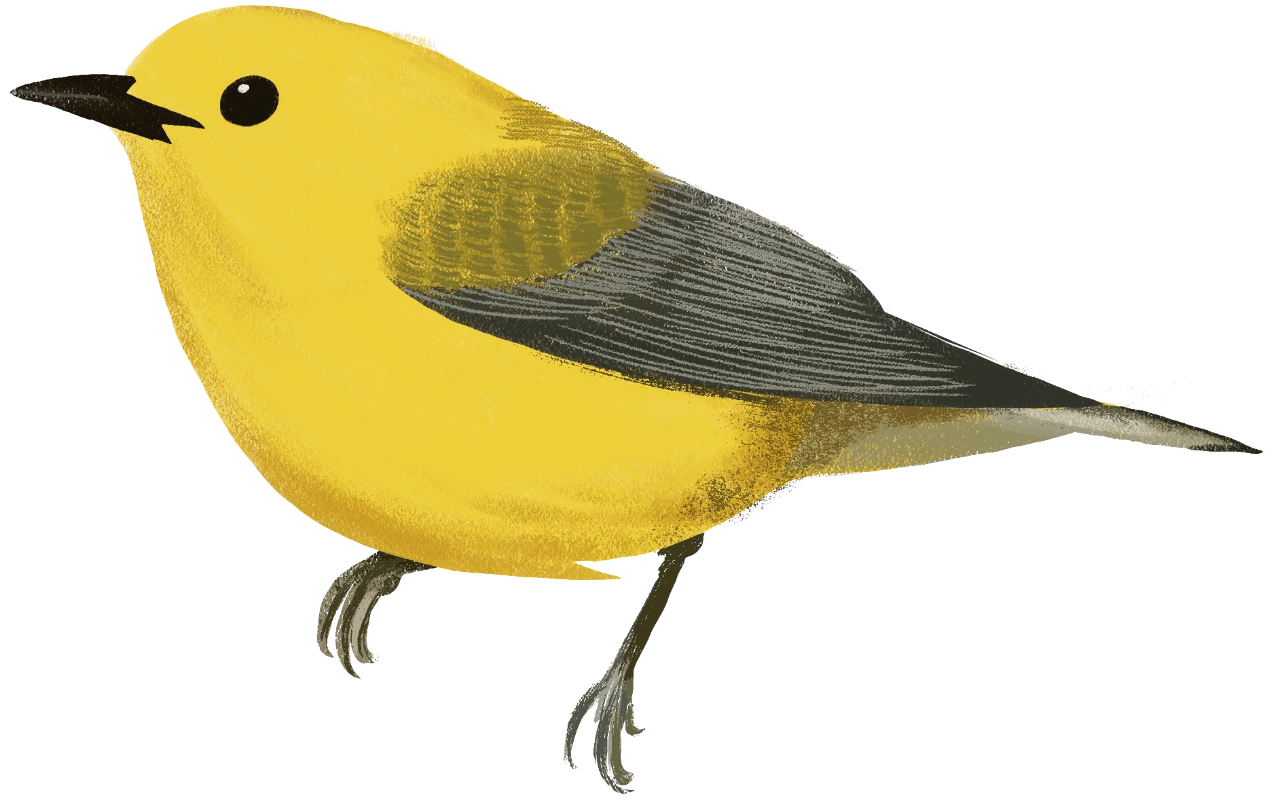 Yellow Warbler