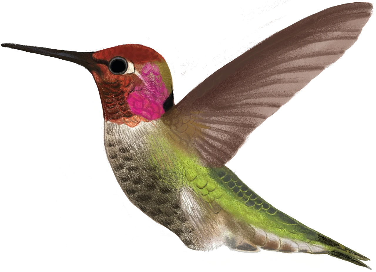 anna&rsquo;s hummingbird
