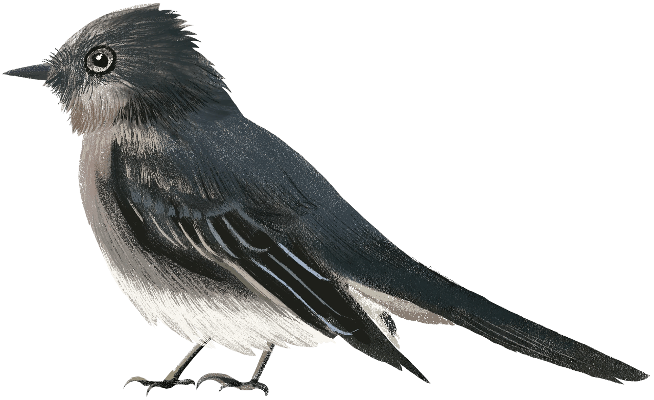 black phoebe